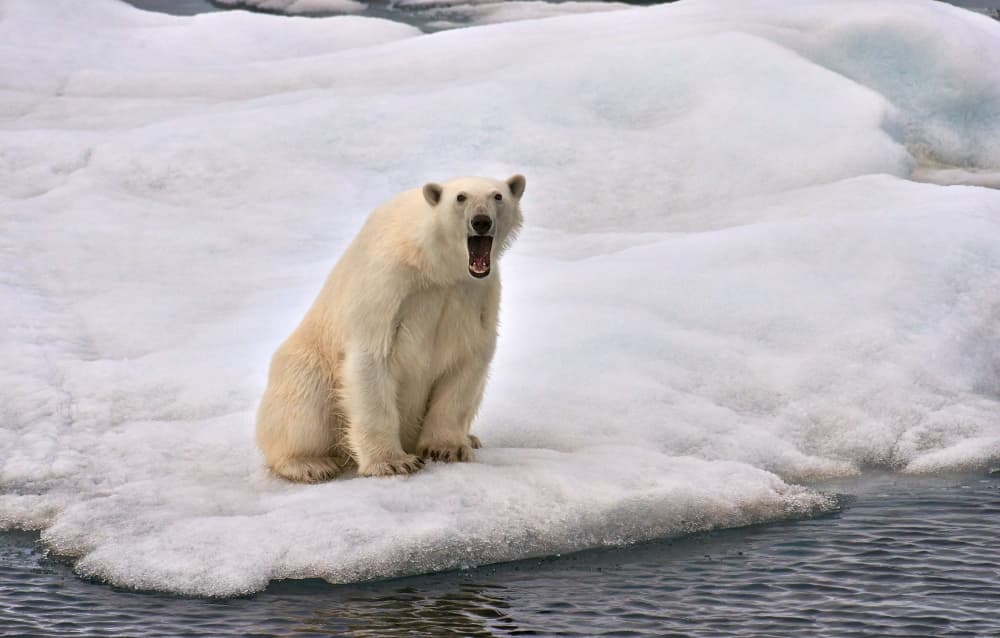 Yawning Polar Bear on Ice by Sergey Kokinskiy — canvas wall art