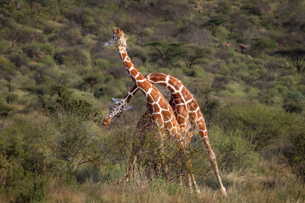 Powerful Giraffe Necking by Mark Strom — canvas wall art