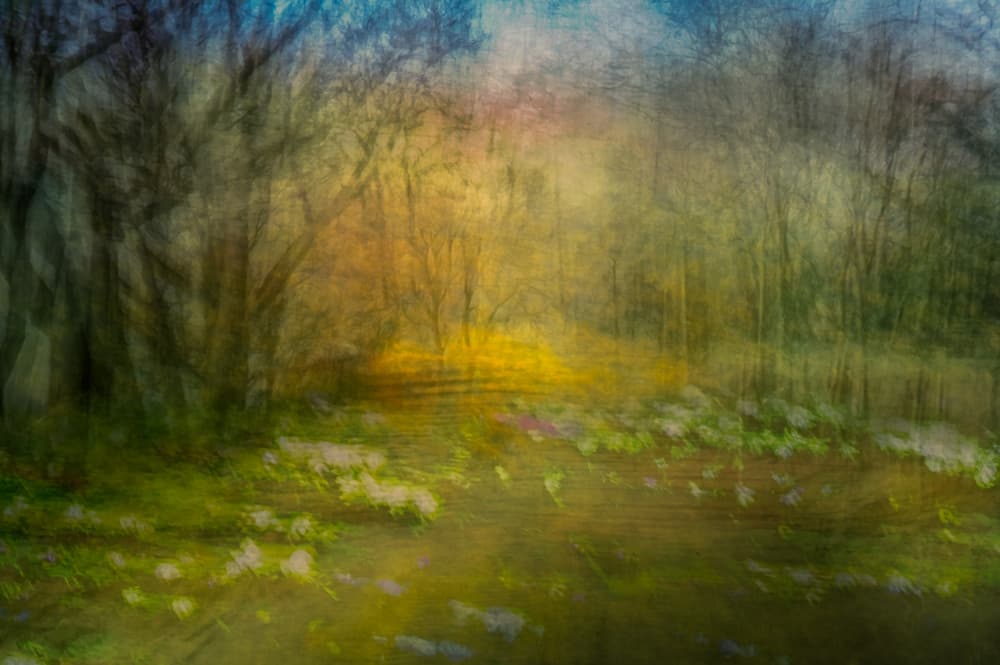 Dreamy Forest Path by Ina Bouhuijzen — canvas wall art