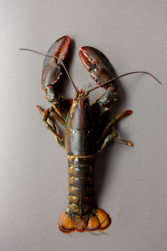 Raw Lobster On Grey by Masha Bakker Matijevic — canvas wall art