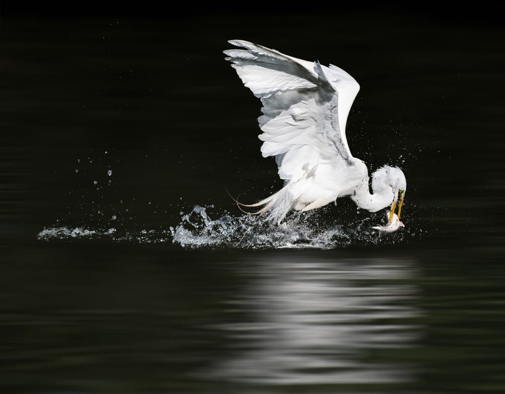 Egret Catching Fish by Alex Li — canvas wall art