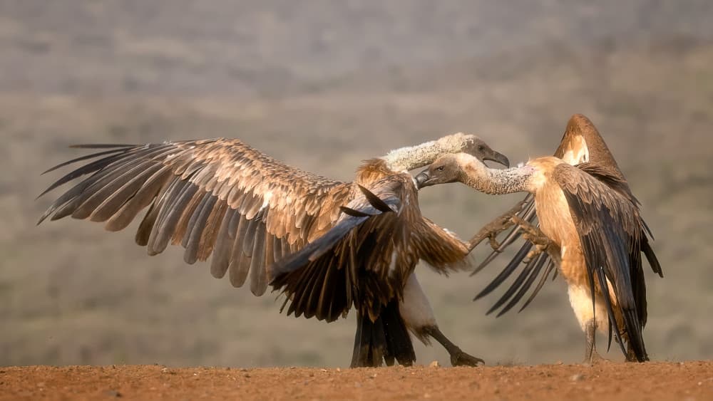 Vultures Winged Battle by Charlaine Gerber — canvas wall art