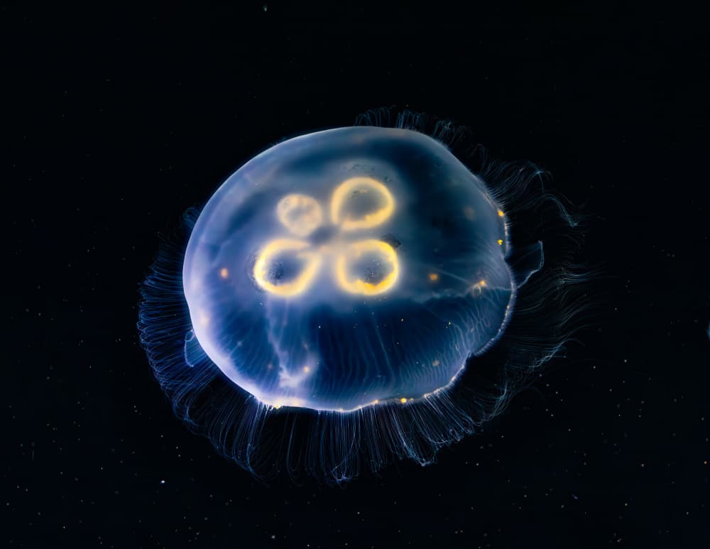 Ethereal Moon Jellyfish by Alex Zhao — canvas wall art