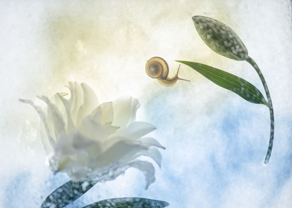 Snail's Gentle Journey by Miharu † — canvas wall art