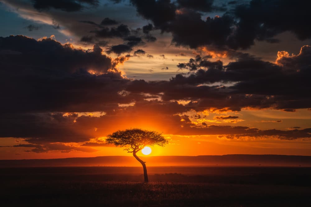 Golden Savanna Sunset by Andreea Selagea — canvas wall art