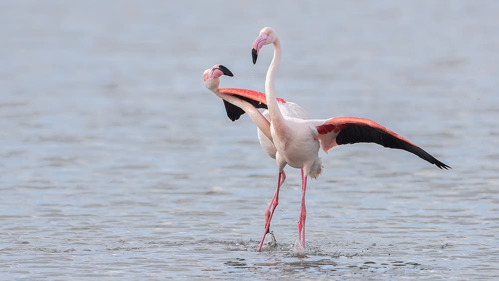 Pink Flamingo Display by Joan Gil Raga — canvas wall art