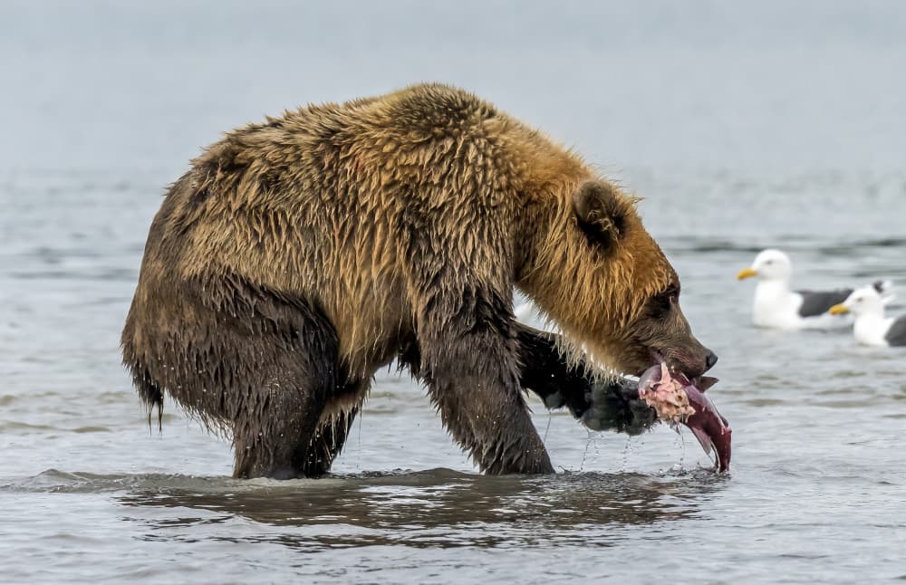 Grizzly Bear Fishing by Giuseppe DAmico — canvas wall art
