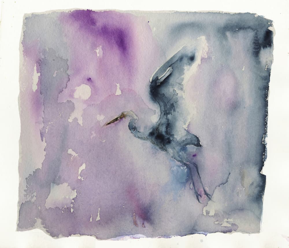 Purple Heron Flight by RodMacIver — canvas wall art