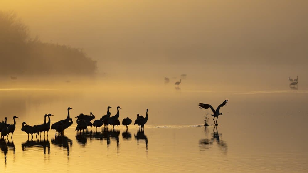 Misty Morning Cranes by Azriel Yakubovitch — canvas wall art