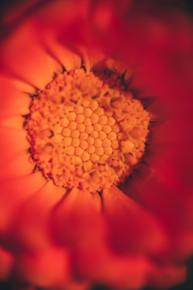 Marigold Bloom Close-Up by Javier Pardina — canvas wall art