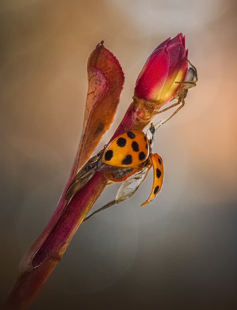 Ladybug Wings on Bud by Atul Saluja — canvas wall art