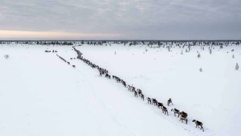 Reindeer Herd Journey by Marcel Rebro — canvas wall art