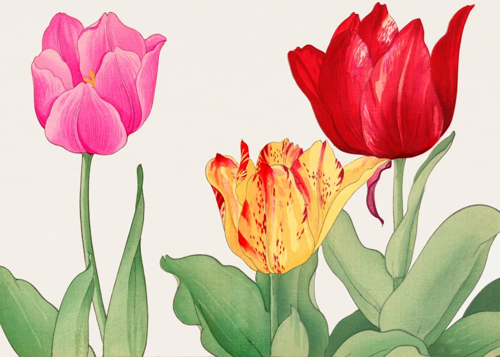 Tulips No.2 by Tanigami Konan — canvas wall art