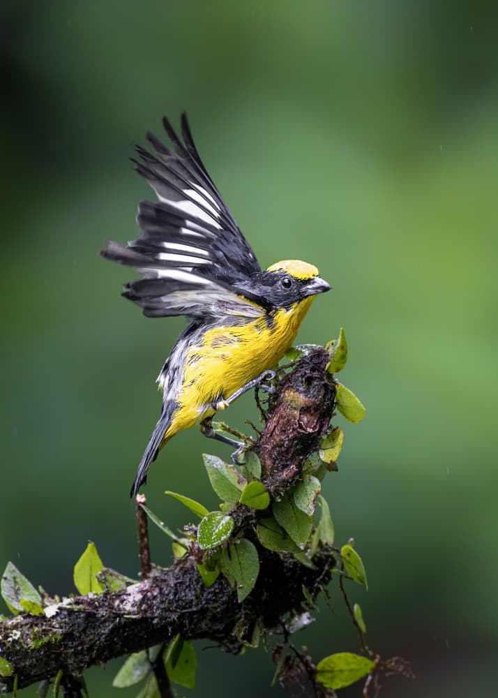 Yellow Bird Spreading Wings by Siyu_Wei APA — canvas wall art