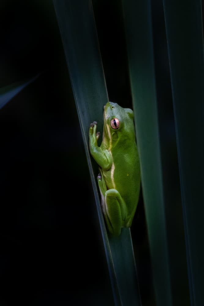 Vibrant Green Tree Frog by Xiaohong Zhang — canvas wall art