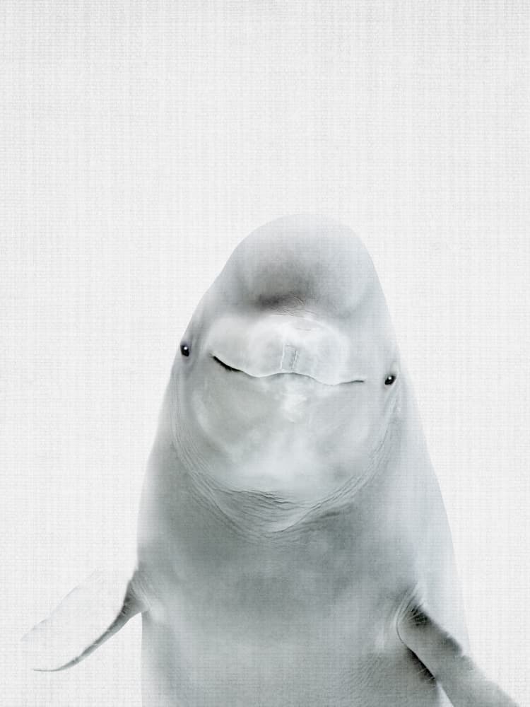 Smiling Beluga Whale by Lila & Lola — canvas wall art