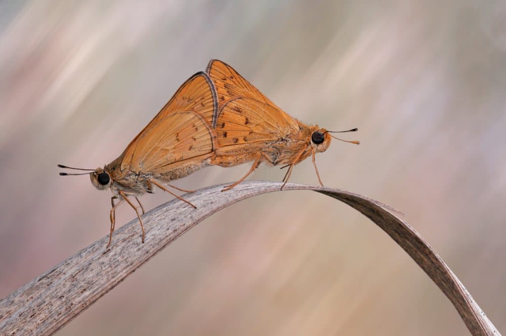 Mating by Edy Pamungkas — canvas wall art