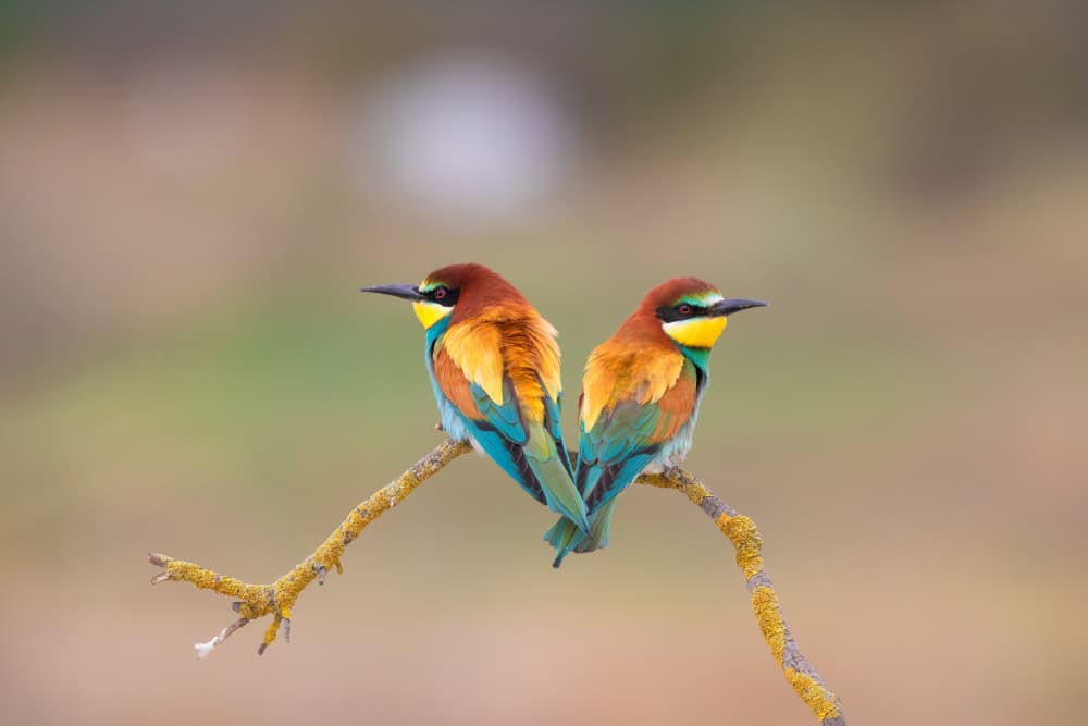 Colorful Bee-Eater Pair by TONY GORAN — canvas wall art