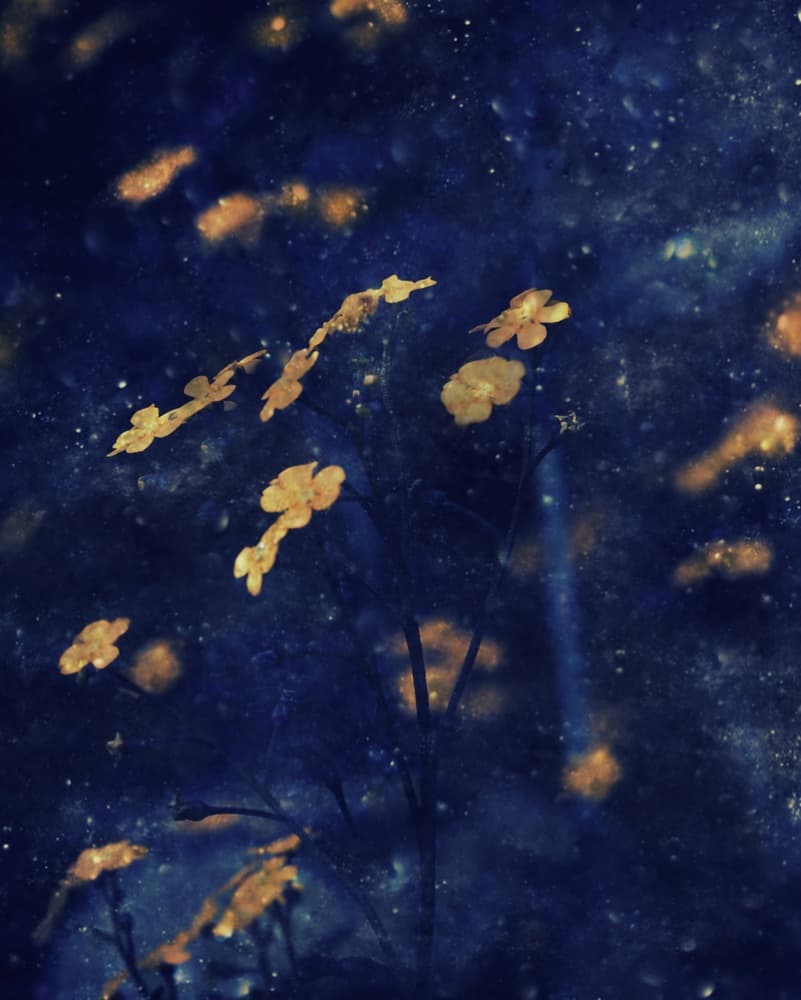 Golden Blossoms Night Sky by Delphine Devos — canvas wall art