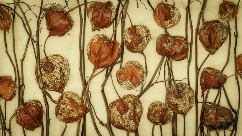 Dried Lanterns and Branches by Marie-anne Stas — canvas wall art