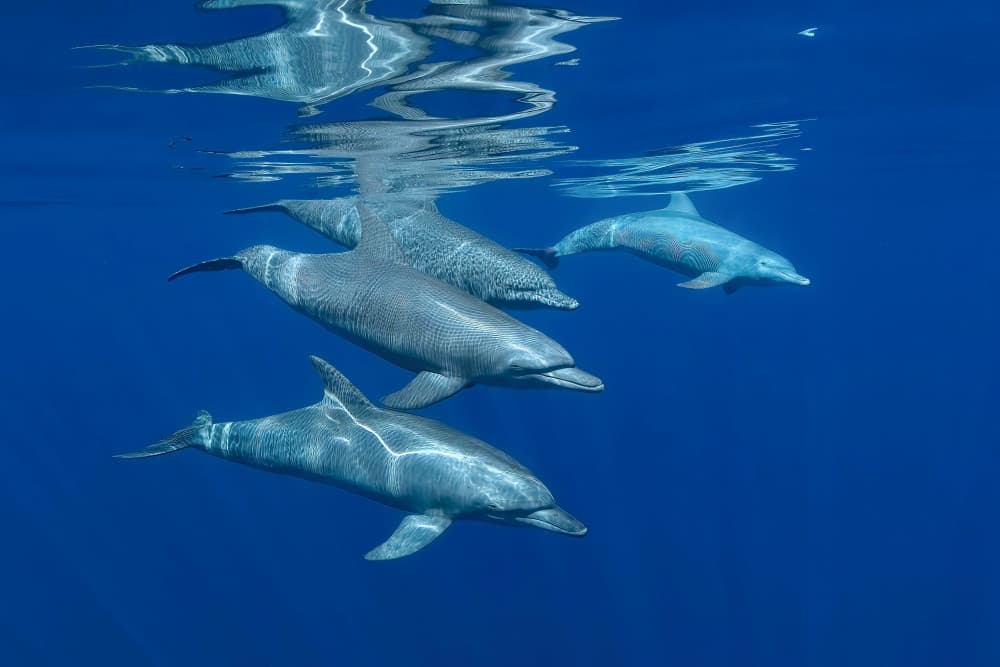 Graceful Ocean Dolphins by Serge Melesan — canvas wall art