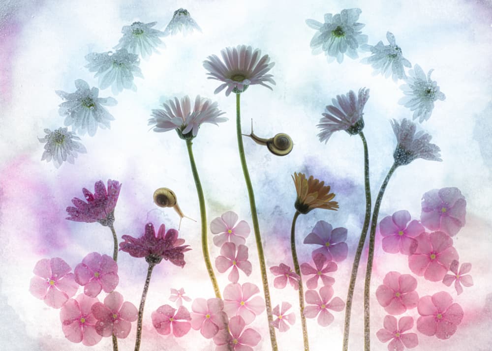 Whimsical Flower Snails by Miharu † — canvas wall art