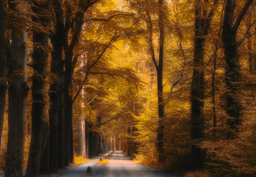 Golden Forest Path by Hilda van der Lee — canvas wall art