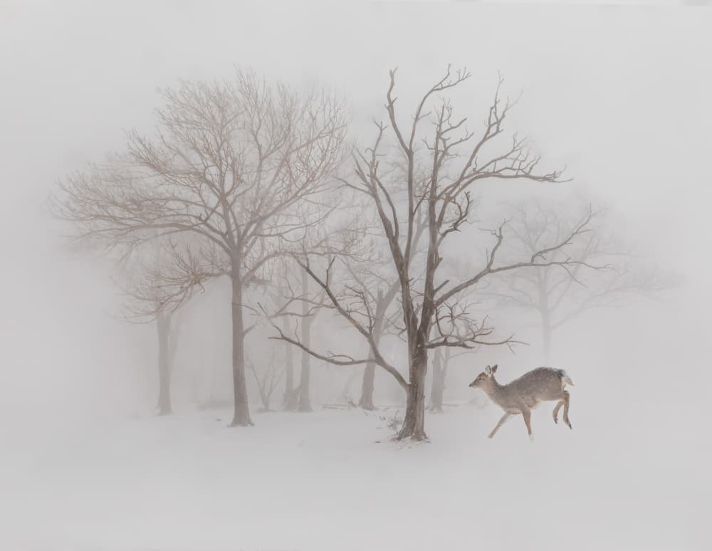 Deer In Winter Fog by Irene Wu — canvas wall art