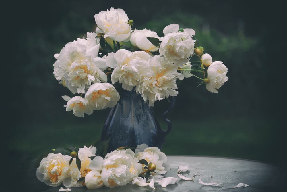 White Peonies Still Life by Rob Li — canvas wall art