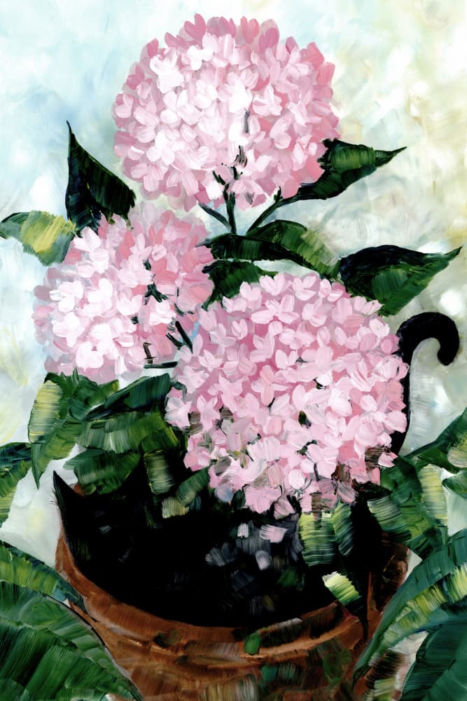 Pink Potted Hydrangeas by Rosana Laiz Blursbyai — canvas wall art