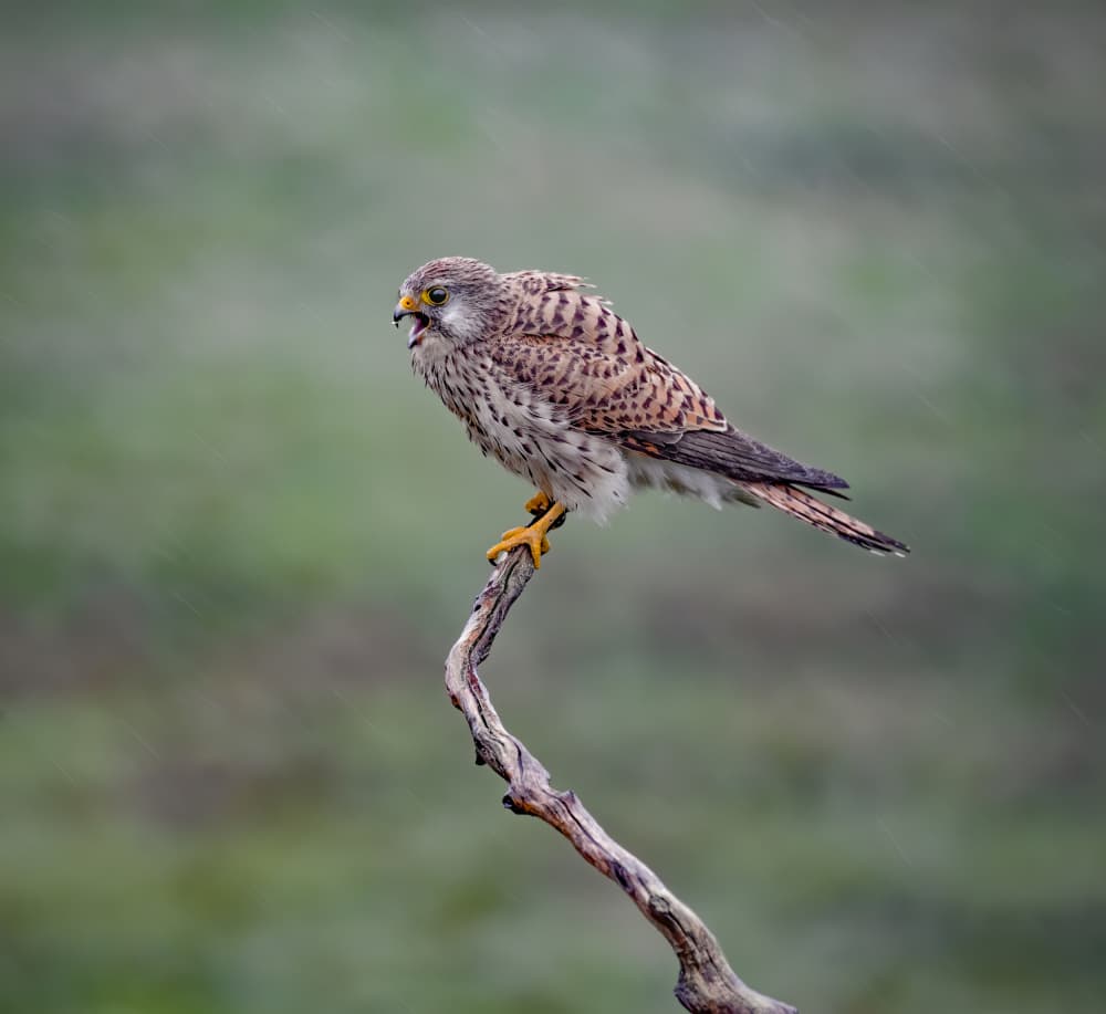 Rainy Day Kestrel by Judy Tseng — canvas wall art
