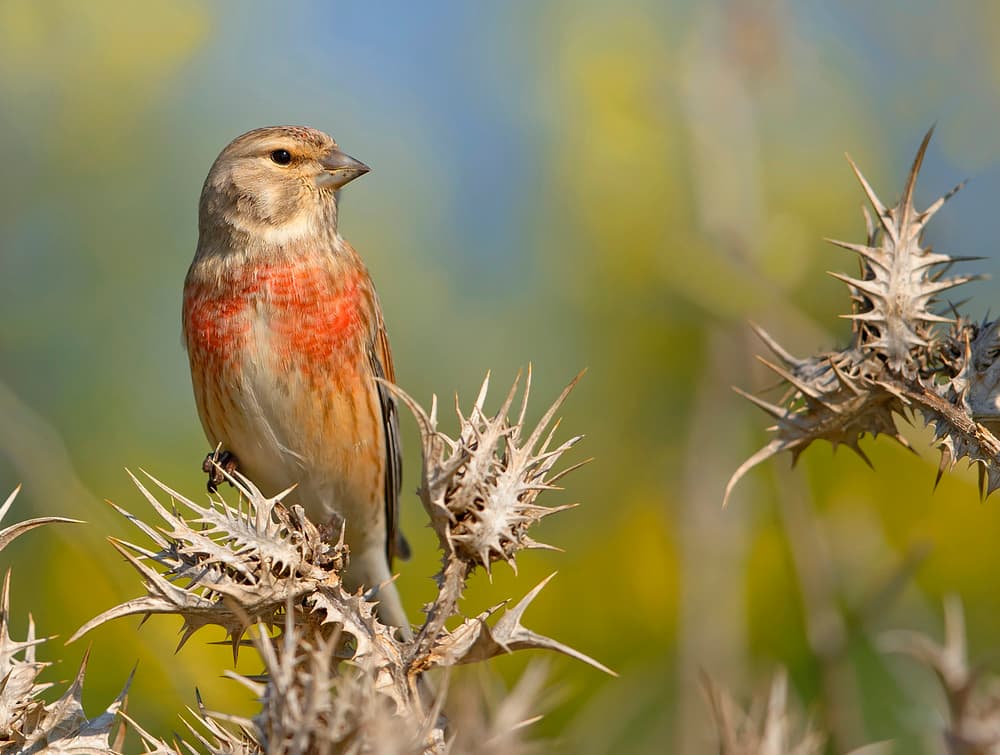 Linnet on Thistle by Shlomo Waldmann — canvas wall art