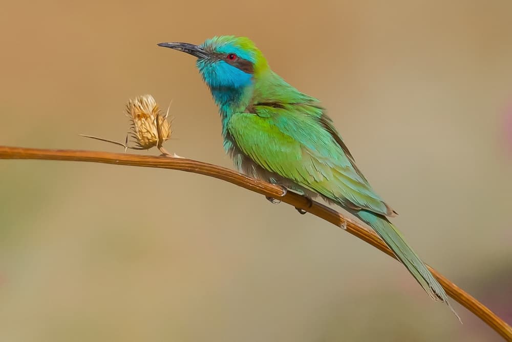 Vibrant Green Bee-eater by David Manusevich — canvas wall art