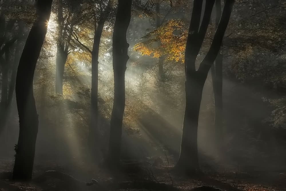 Sunbeam by Nel Talen — canvas wall art