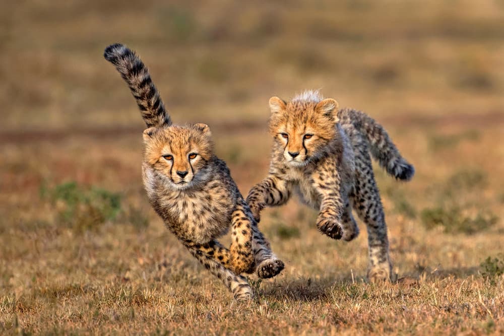 Playful Cheetah Cubs by Xavier Ortega — canvas wall art