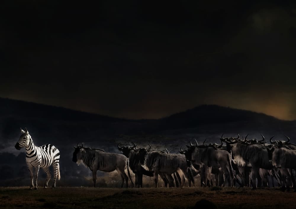 Solitary Zebra Herd by Piet Flour — canvas wall art