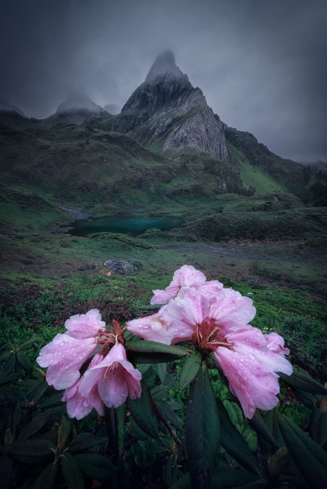 Pink Blooms Misty Peak by YANGYING — canvas wall art