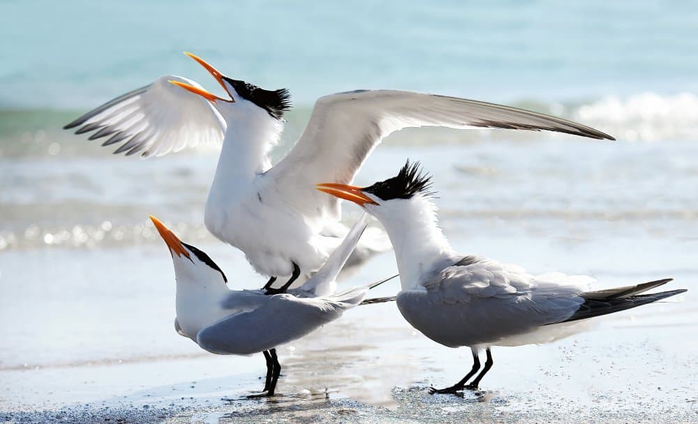 Beach Birds Calling by Jane Lyons — canvas wall art