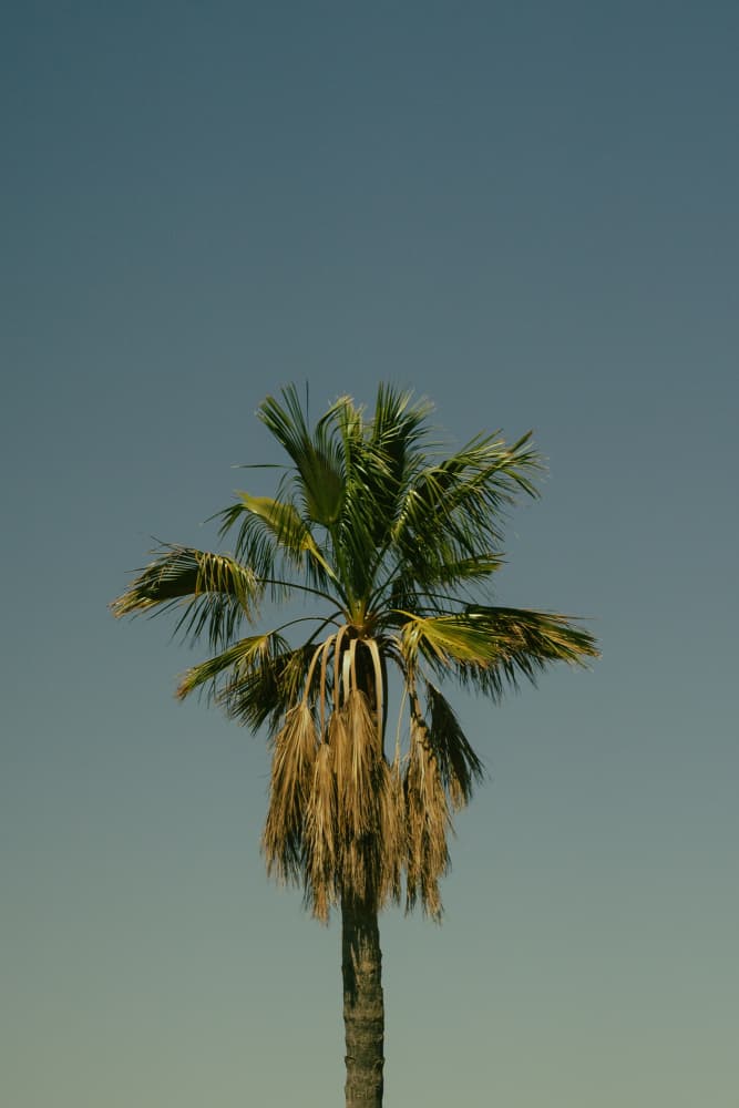 Palm Against Blue Sky by Aimee Giles — canvas wall art