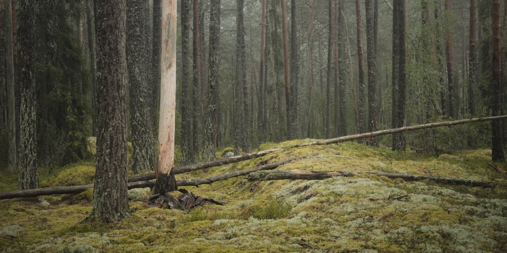 Serene Forest Landscape by Hamed Bank — canvas wall art