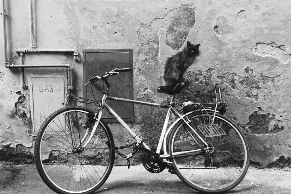 Cat on a Bicycle by Massimo Della Latta — canvas wall art