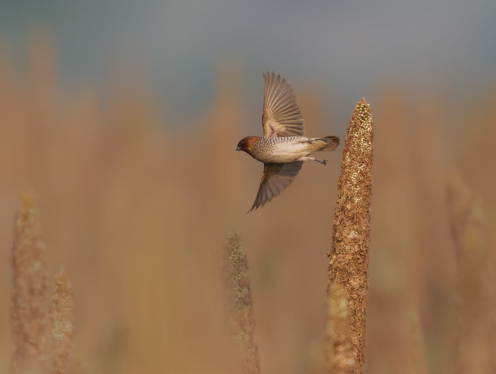 Brown Bird In Flight by Rajat Dhesi — canvas wall art