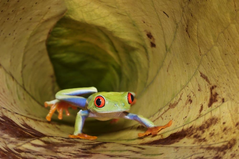 Red-Eyed Tree Frog Leaf by Gatot Herliyanto — canvas wall art