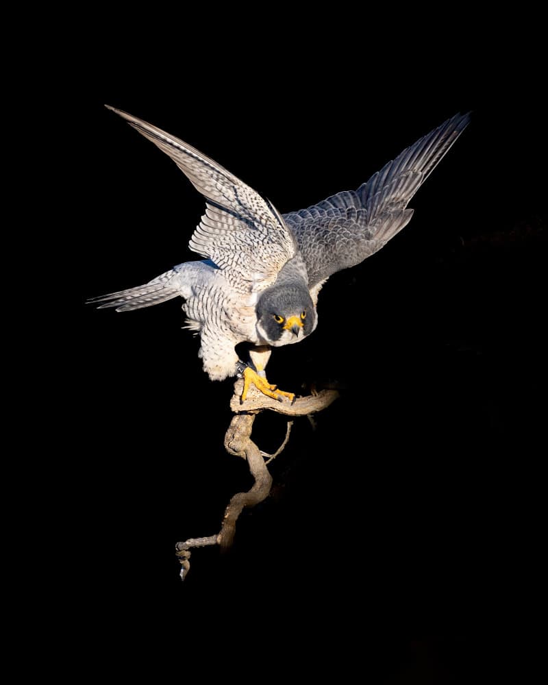 Powerful Falcon Landing by Bill Lu — canvas wall art