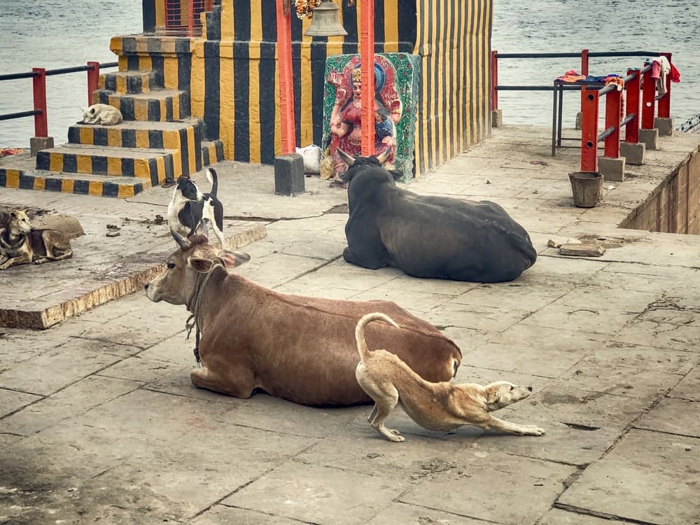 Riverside Animals Temple by Roxana Labagnara — canvas wall art