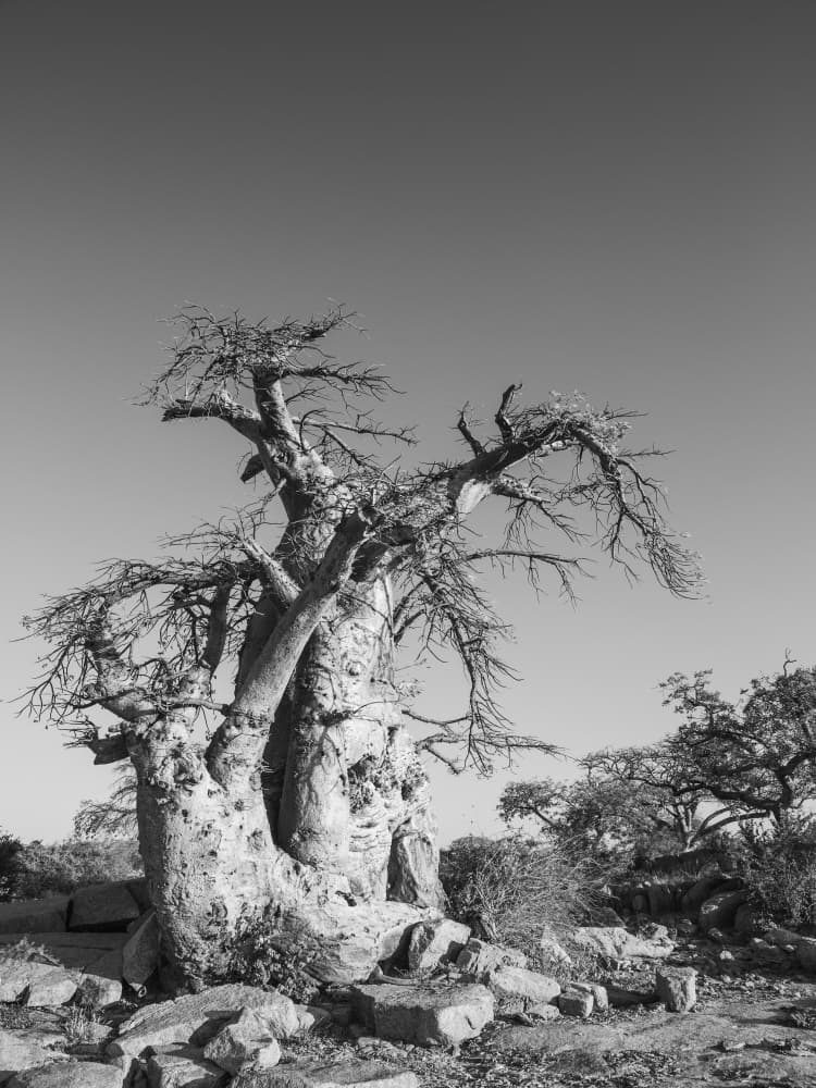 Ancient Sentinel by Shot by Clint — canvas wall art