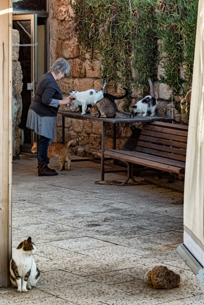 Woman Feeding Street Cats by Leonid Yermoshkin — canvas wall art