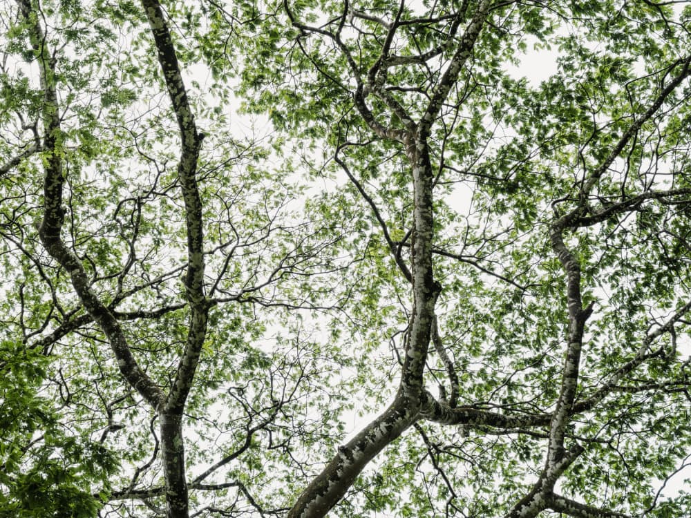 Lush Forest Canopy by Photolovers — canvas wall art