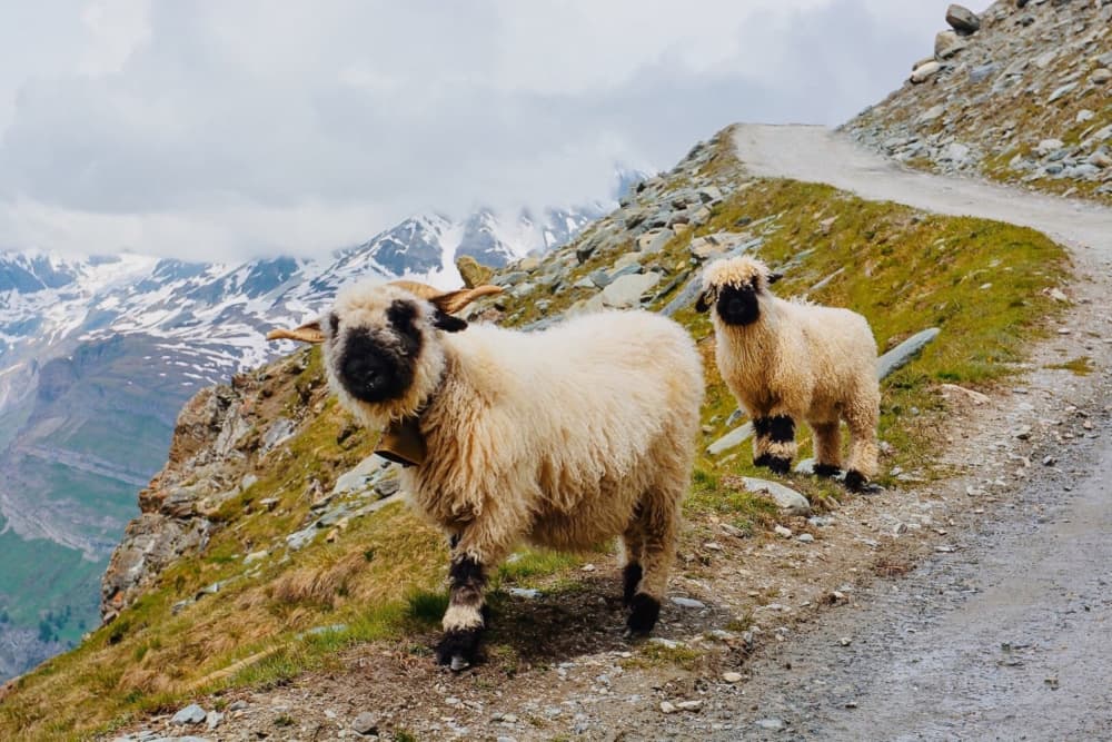 Charming Valais Mountain Sheep by Del Mundo Imagery — canvas wall art