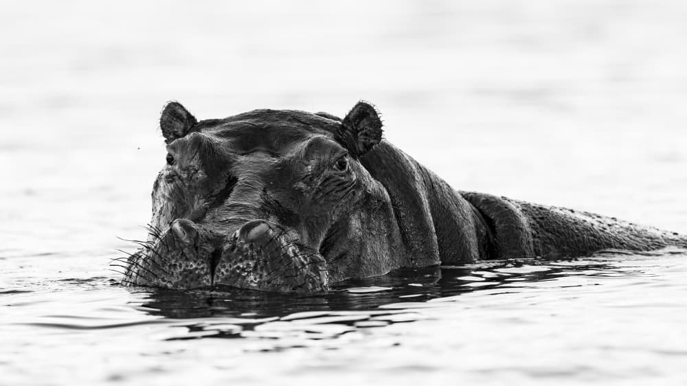 Silent giant: Hippo in the river by Etienne Steenkamp — canvas wall art